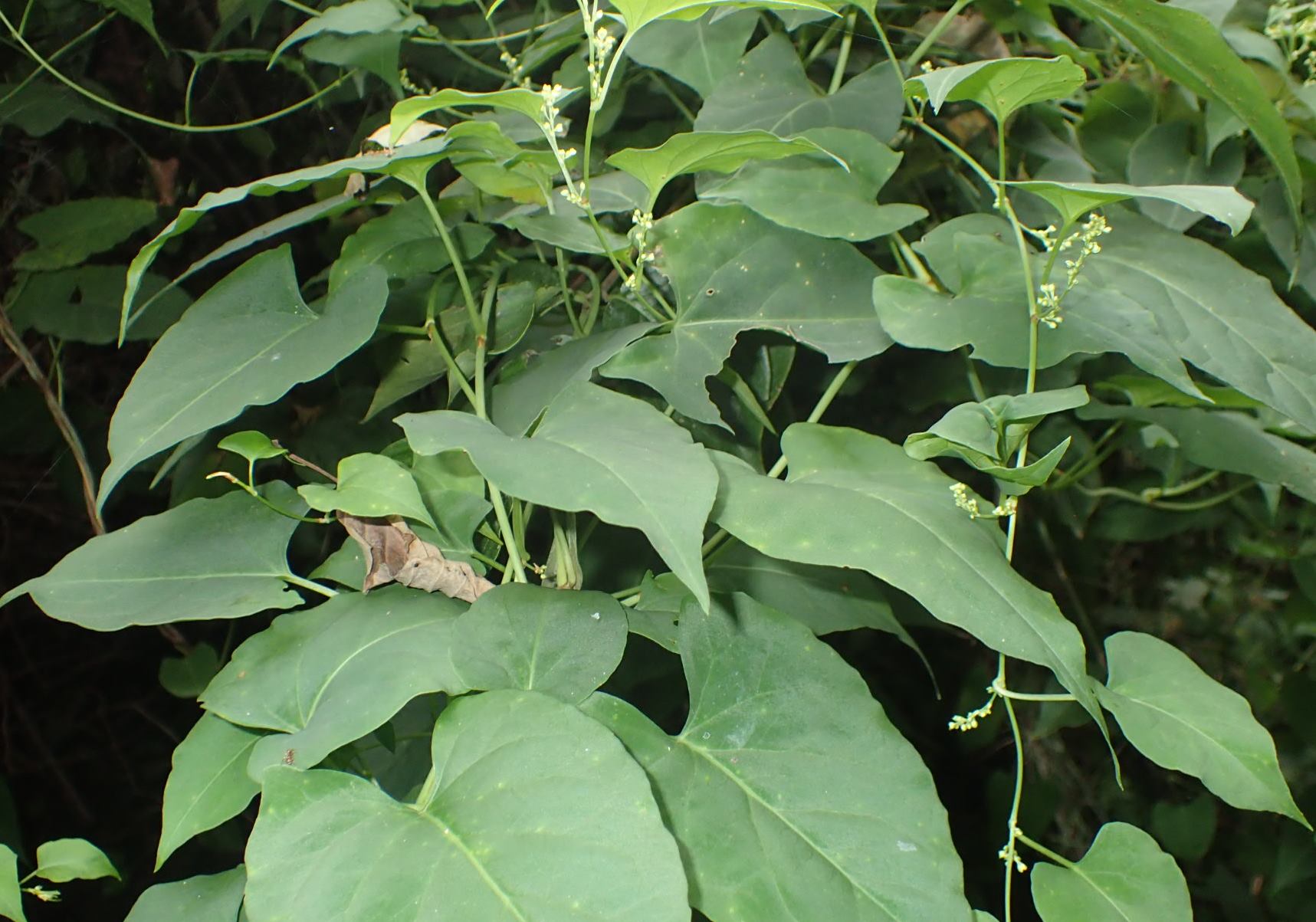 Rampicanti invasivi:  diverse specie di Fallopia sp. (Polygonaceae)