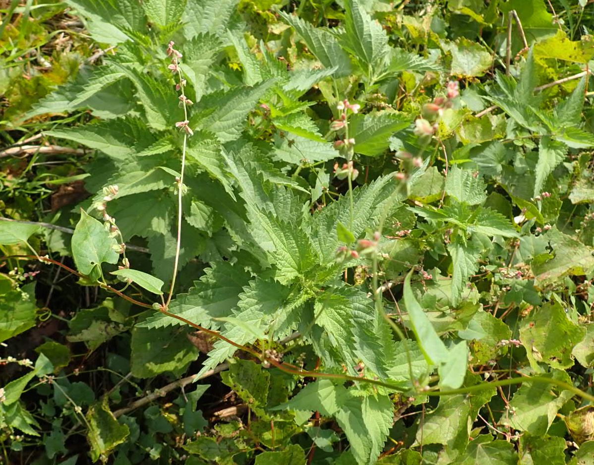 Rampicanti invasivi:  diverse specie di Fallopia sp. (Polygonaceae)