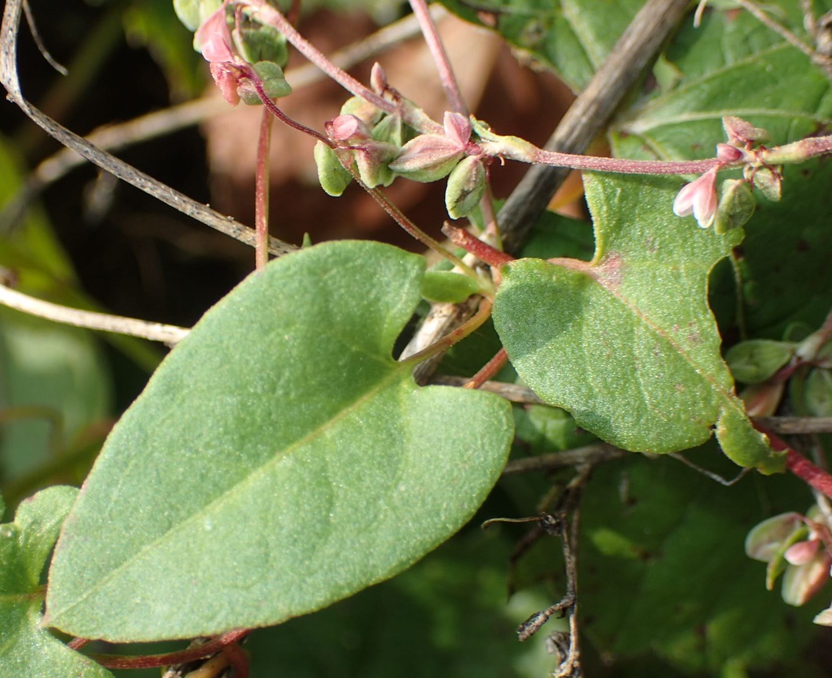 Rampicanti invasivi:  diverse specie di Fallopia sp. (Polygonaceae)