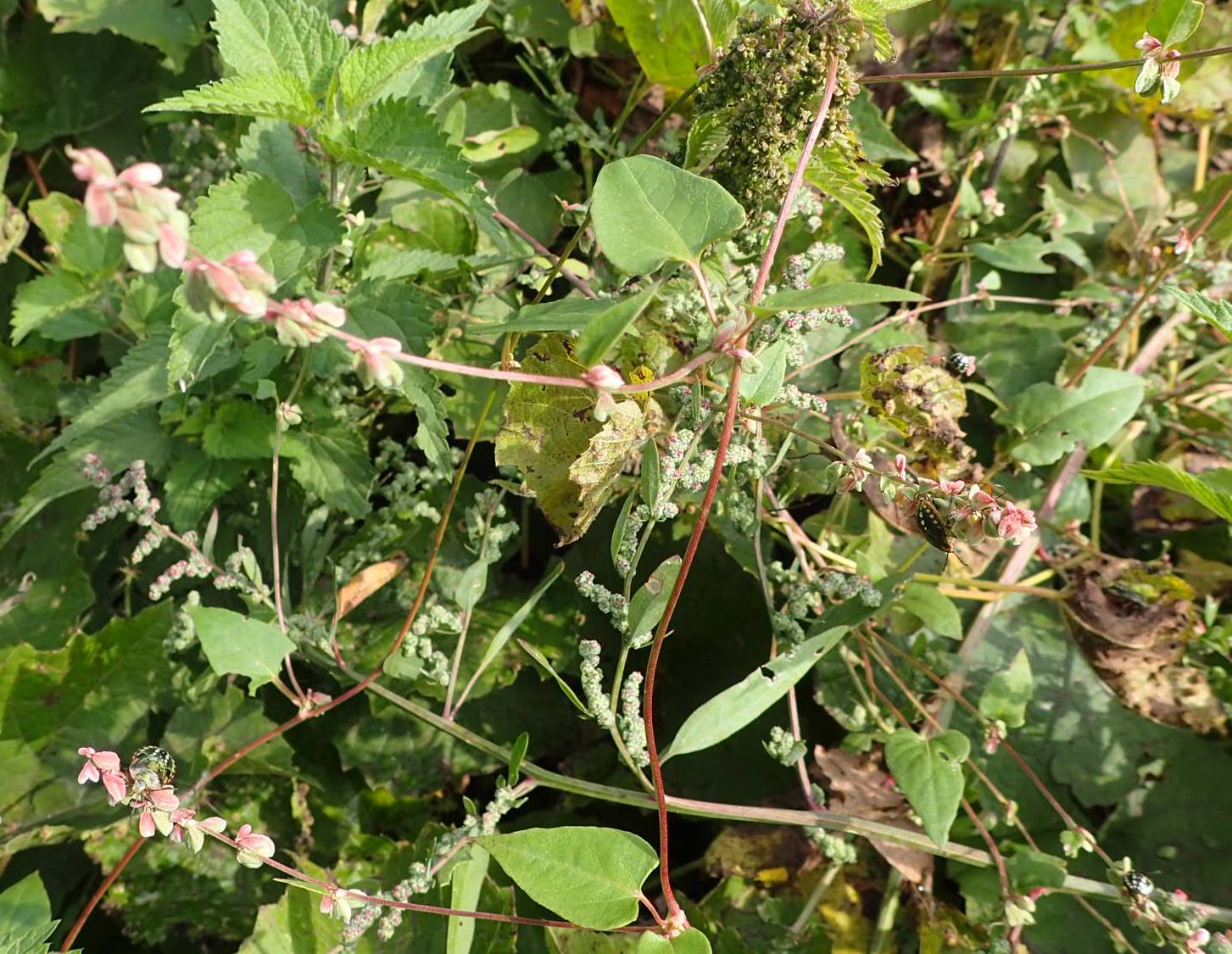 Rampicanti invasivi:  diverse specie di Fallopia sp. (Polygonaceae)