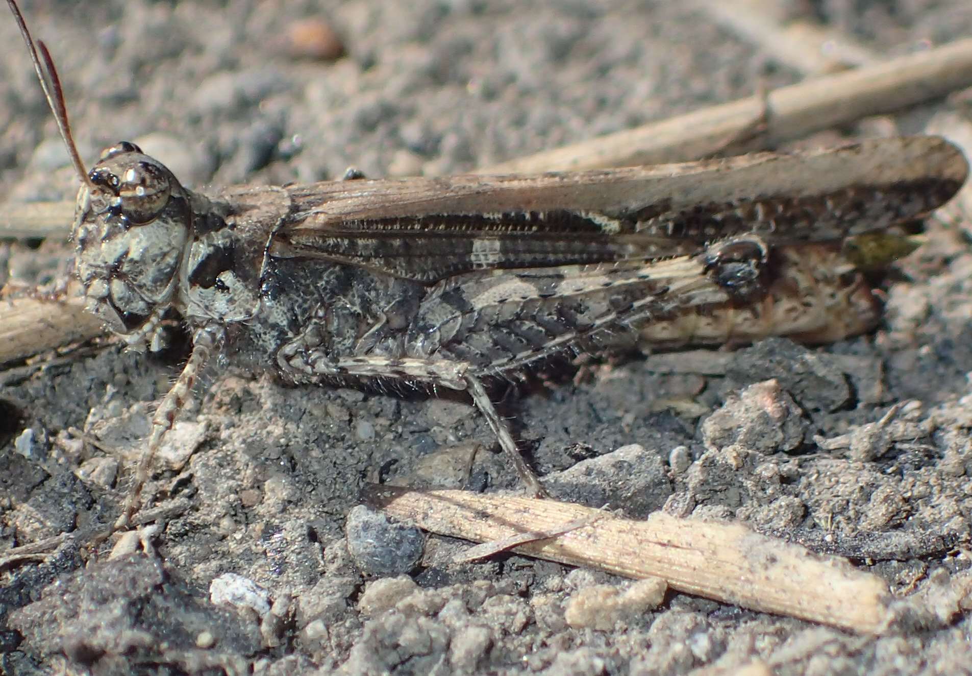 Acrotylus patruelis