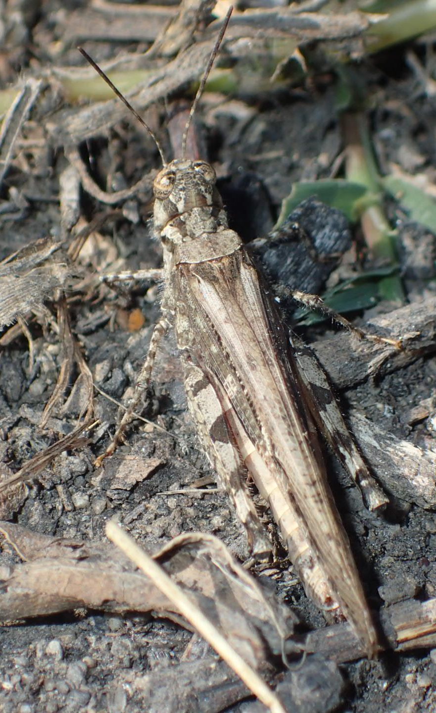 Acrotylus patruelis