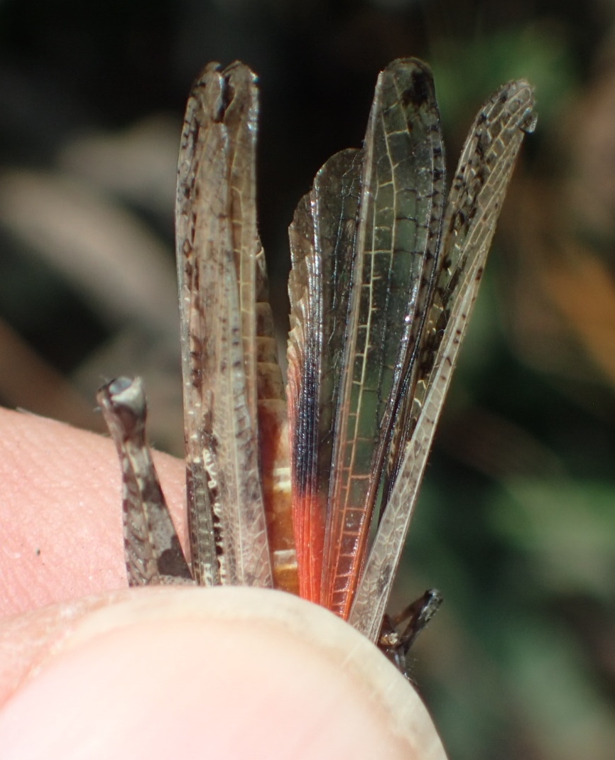 Acrotylus patruelis
