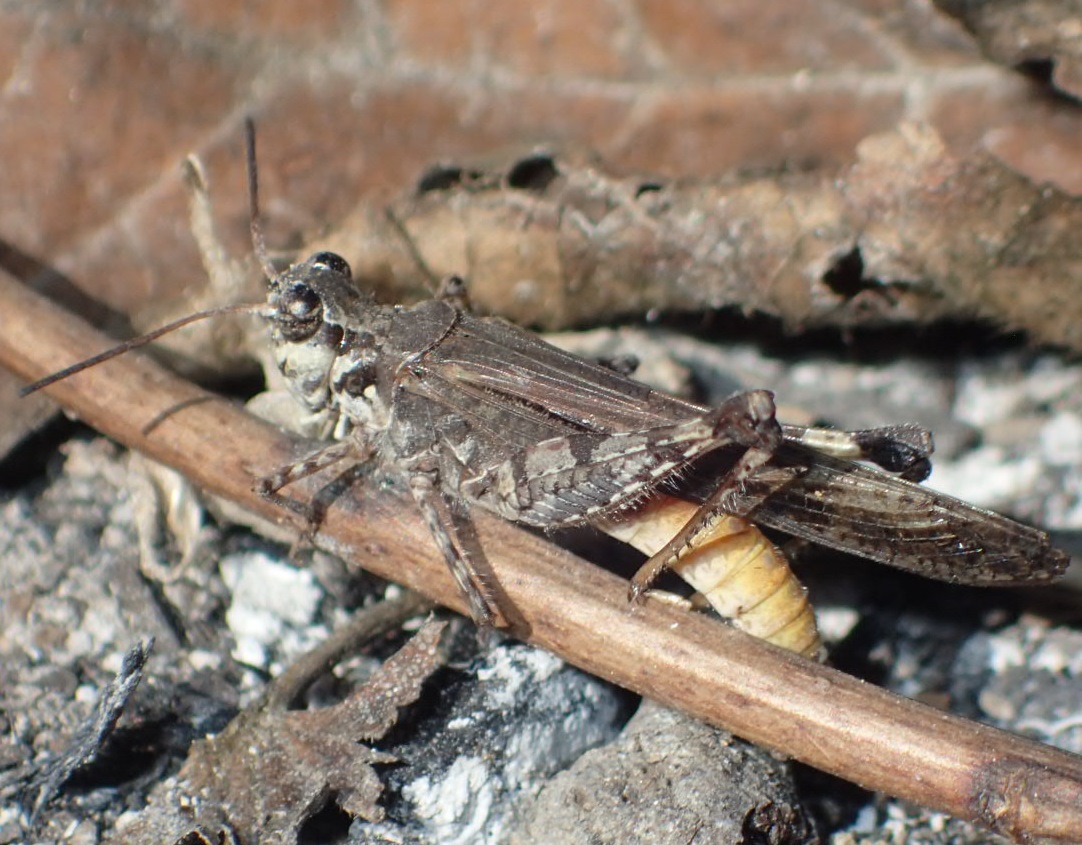 Acrotylus patruelis