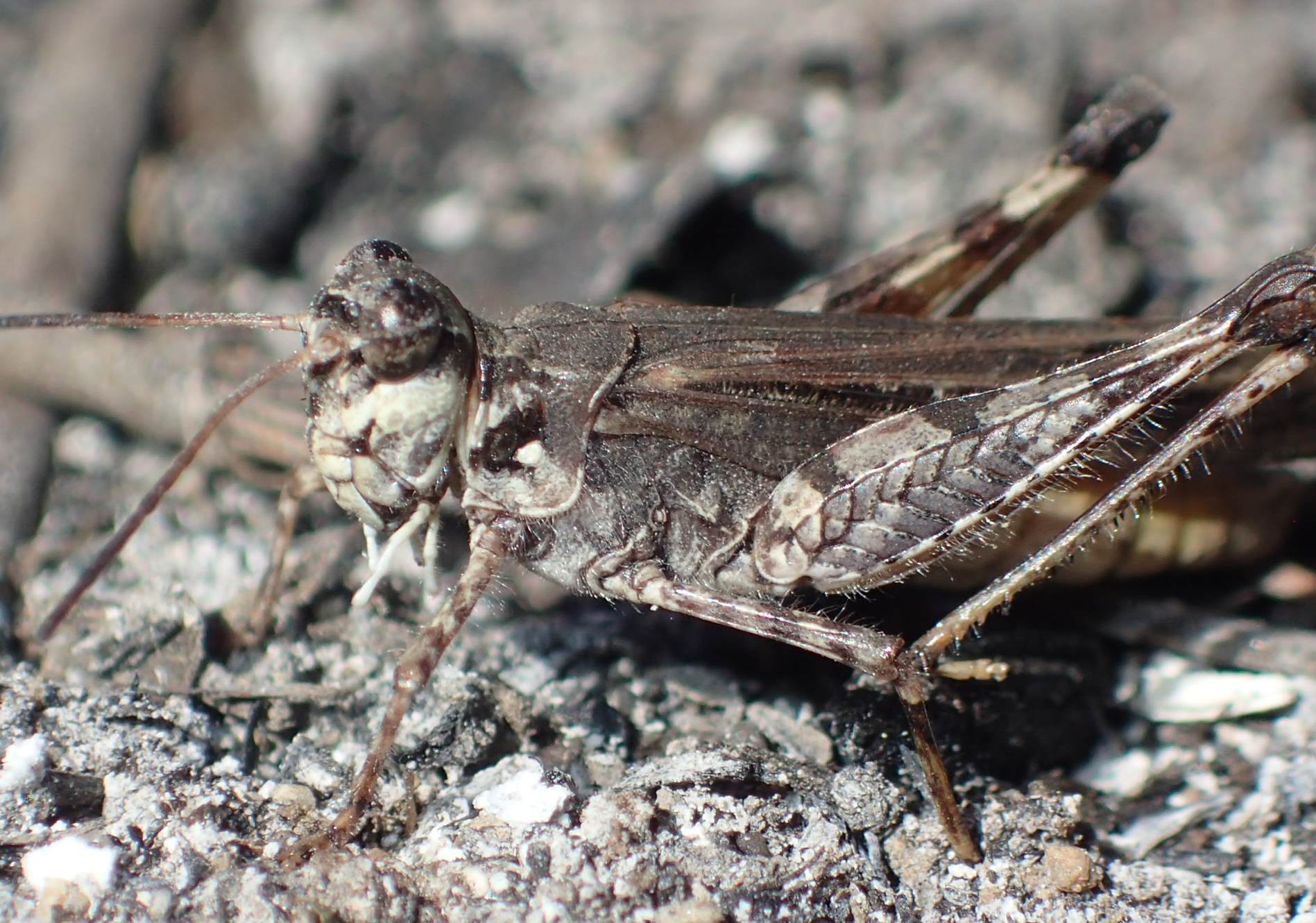 Acrotylus patruelis