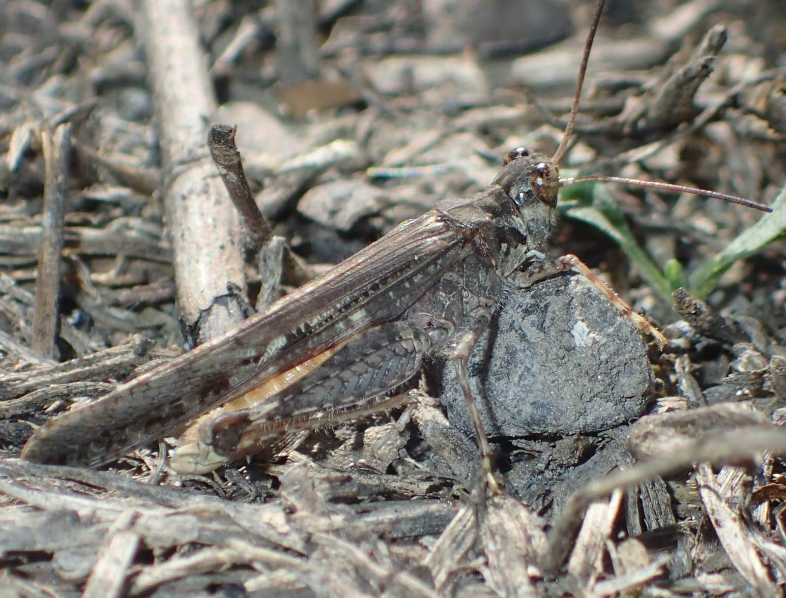 Acrotylus patruelis