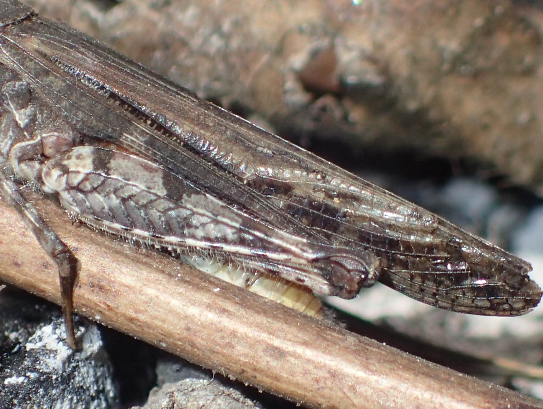 Acrotylus patruelis