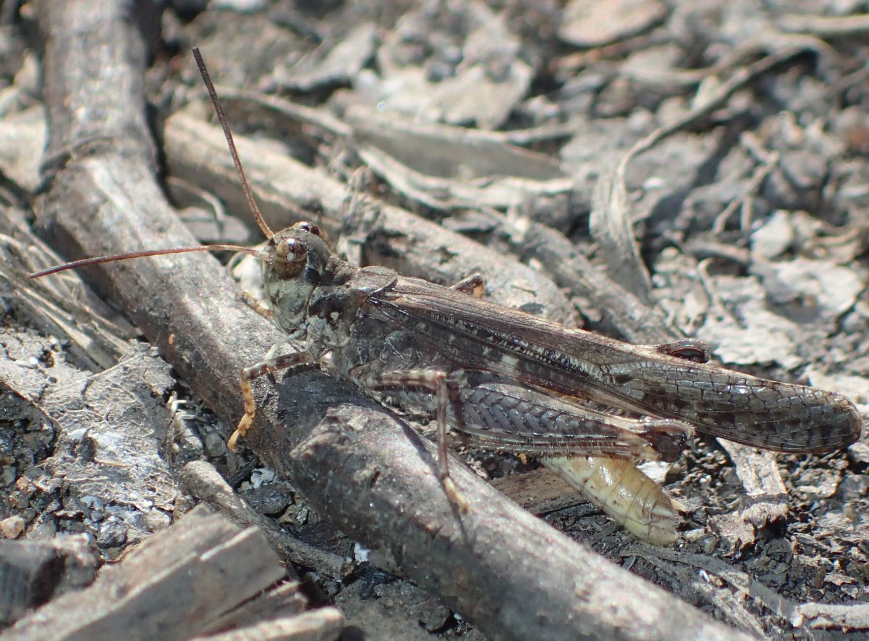 Acrotylus patruelis