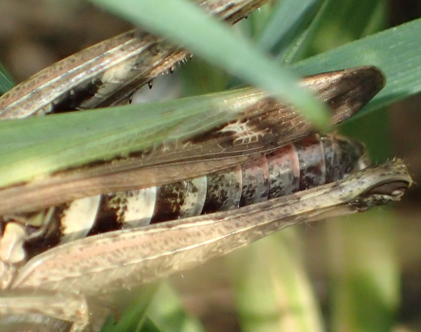 Omocestus rufipes