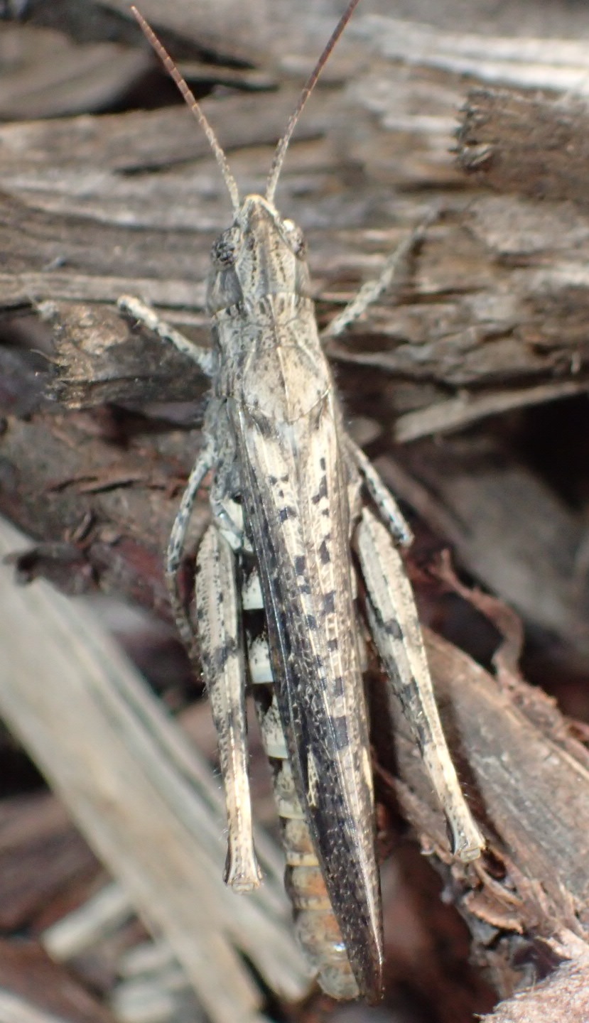 Acrotylus?  No, Chorthippus (Glyptobothrus) brunneus brunneus, femmina