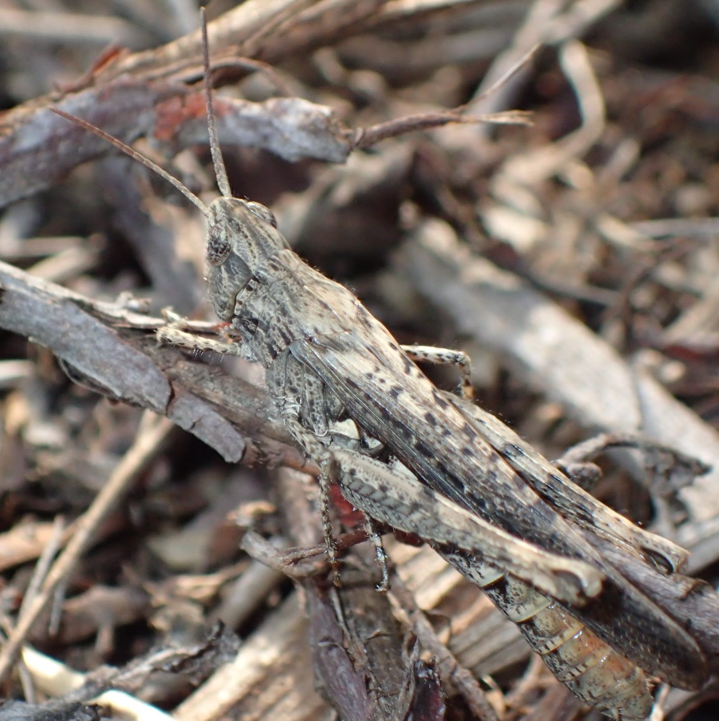 Acrotylus?  No, Chorthippus (Glyptobothrus) brunneus brunneus, femmina