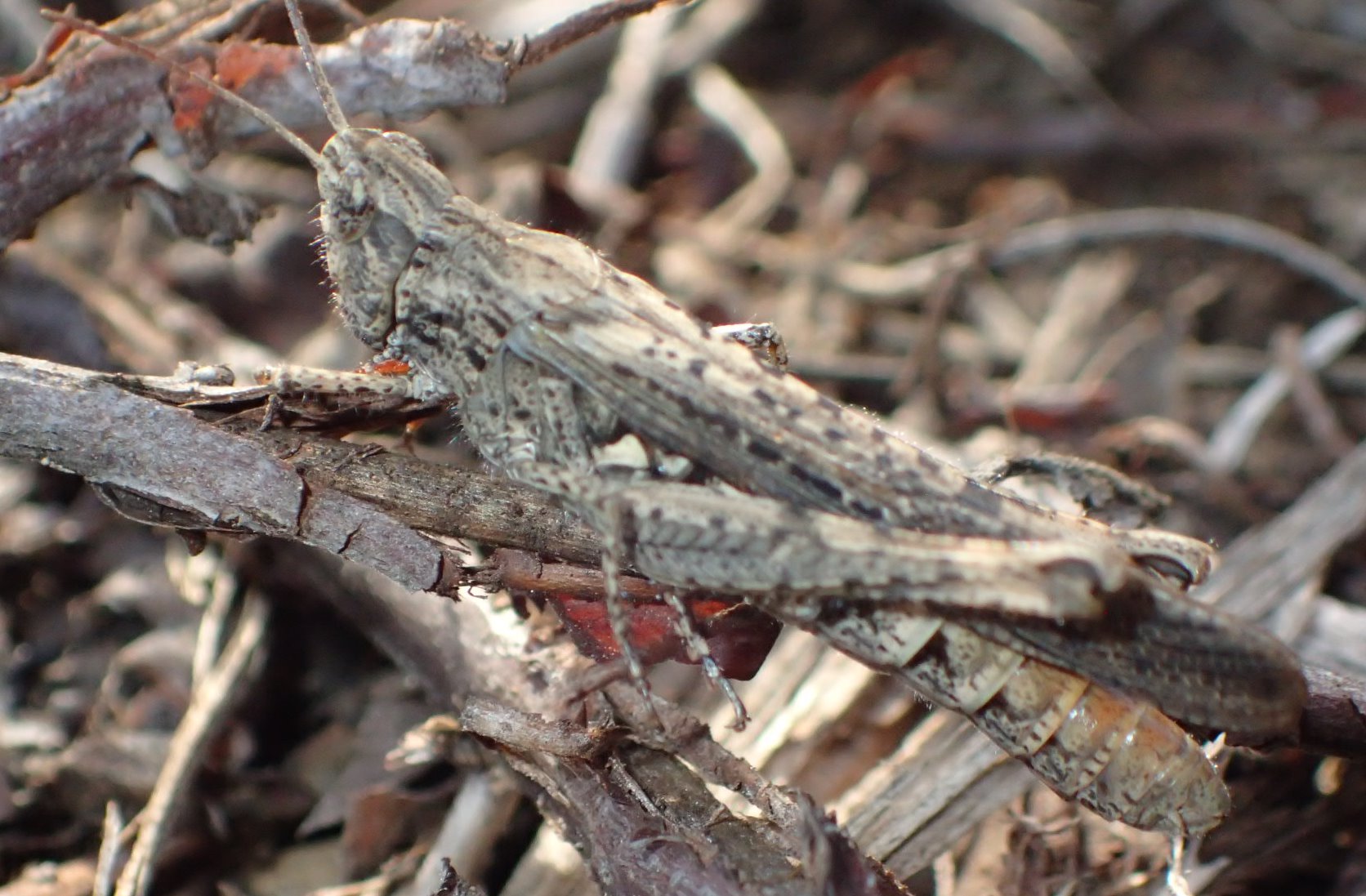 Acrotylus?  No, Chorthippus (Glyptobothrus) brunneus brunneus, femmina