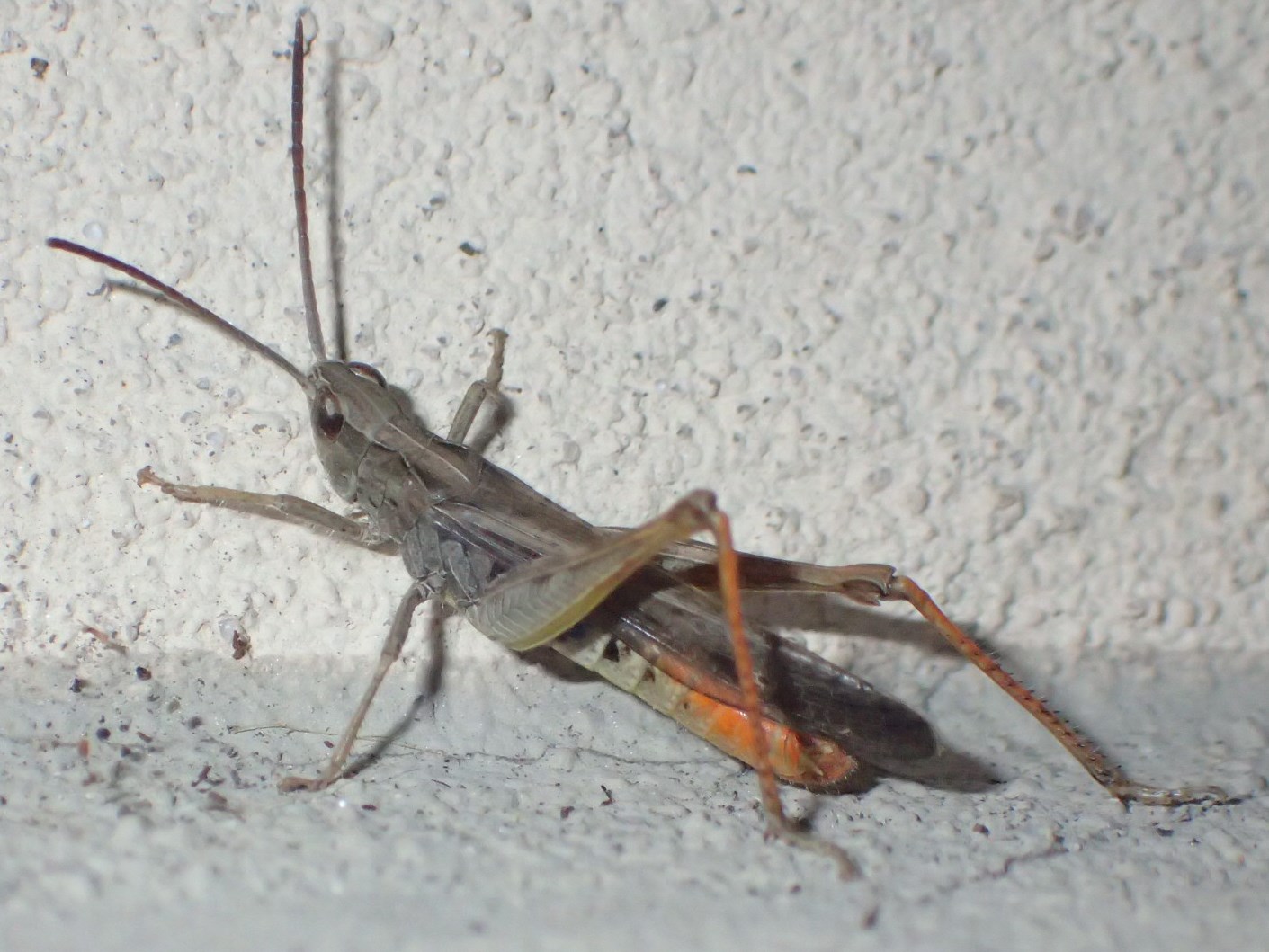 Sotto un lampione: Omocestus rufipes, maschio