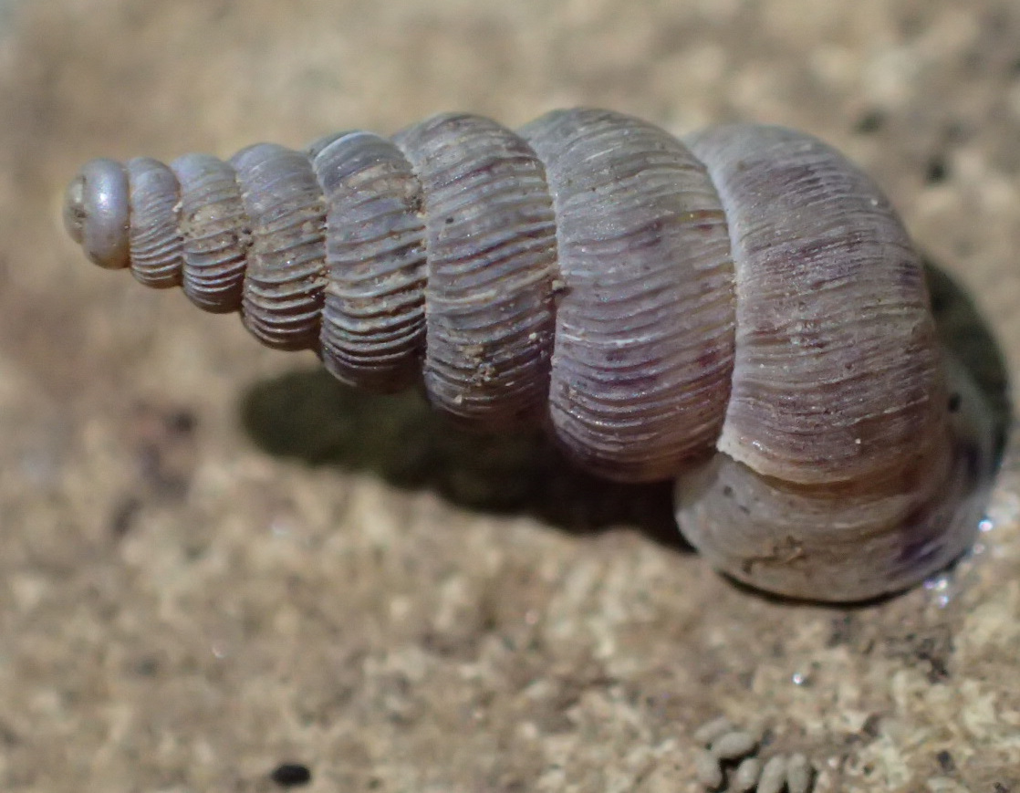 Cochlostoma da Cenate di Sopra (BG)