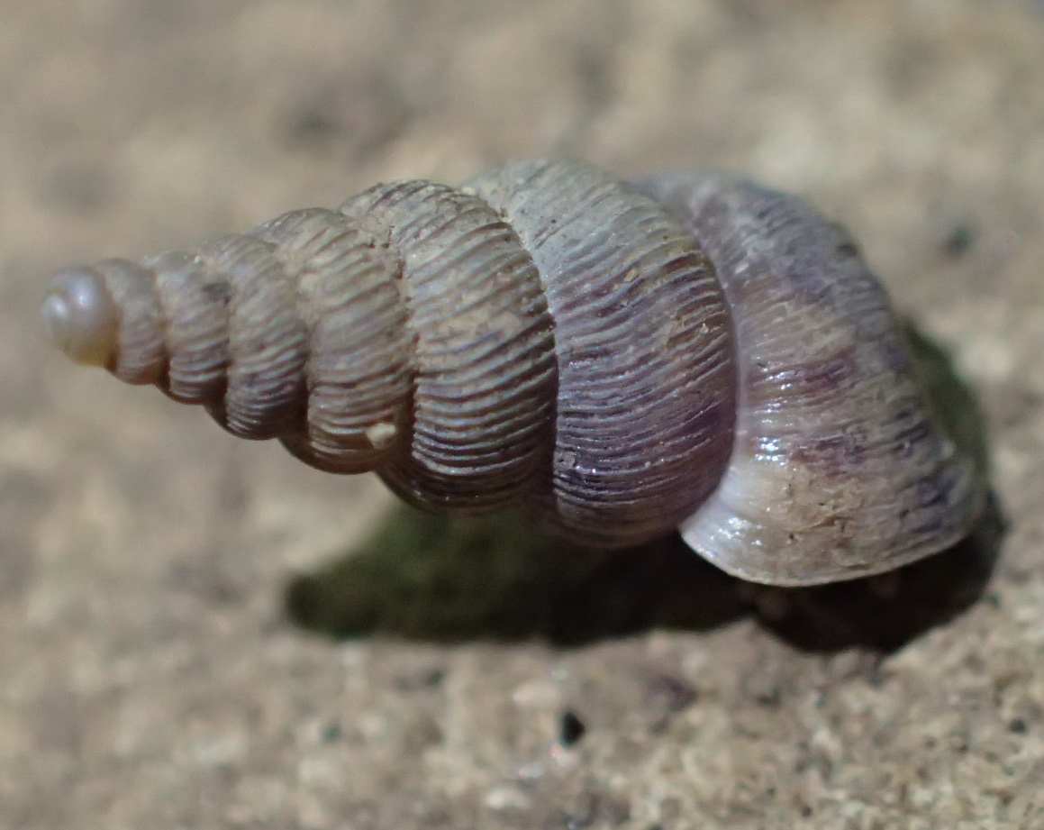 Cochlostoma da Cenate di Sopra (BG)