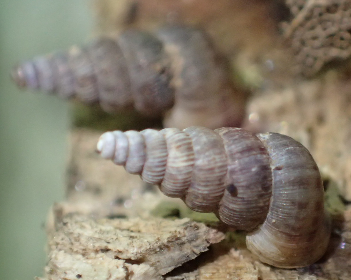 Cochlostoma da Cenate di Sopra (BG)