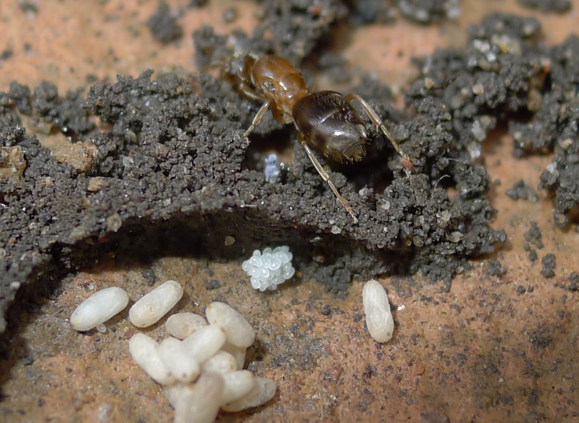 Formiconi solitari: Lasius sp.