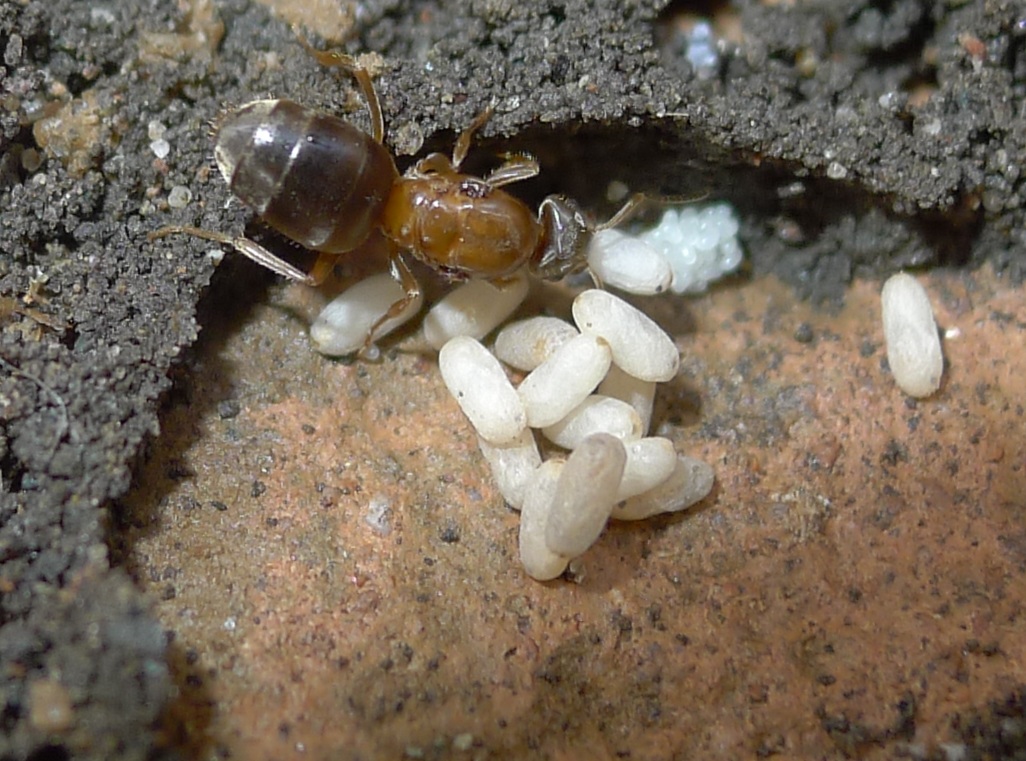 Formiconi solitari: Lasius sp.