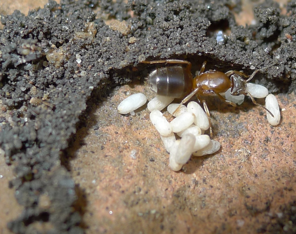 Formiconi solitari: Lasius sp.