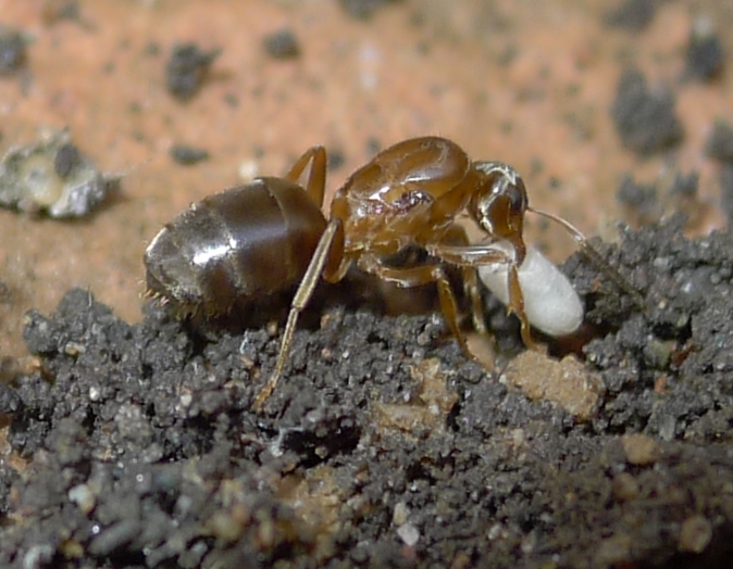 Formiconi solitari: Lasius sp.