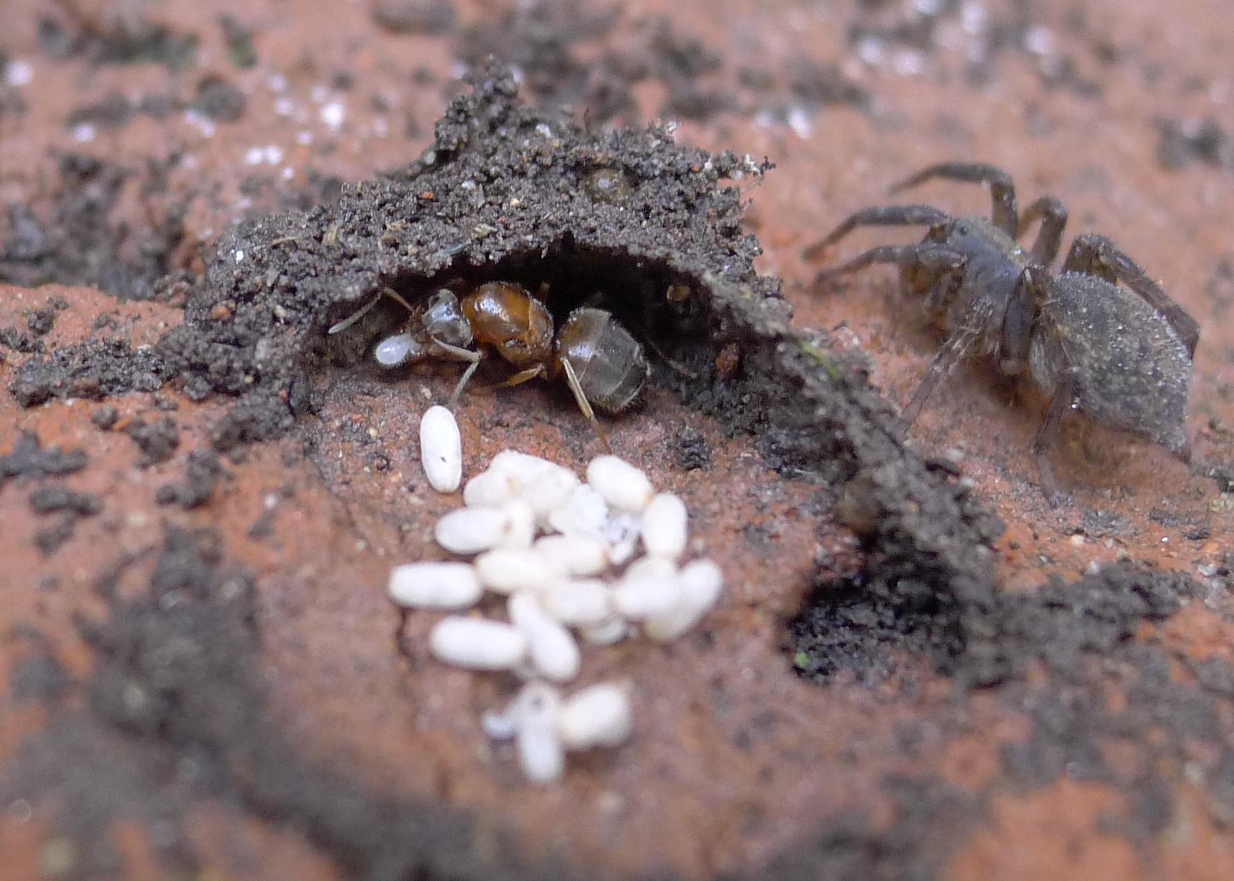 Formiconi solitari: Lasius sp.