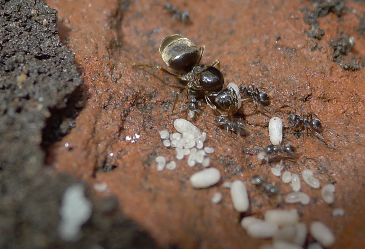 Formiconi solitari: Lasius sp.