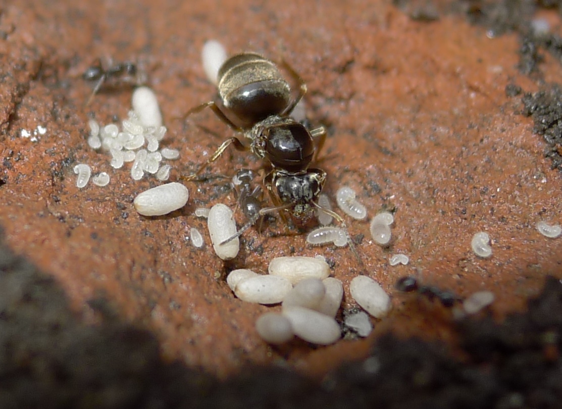 Formiconi solitari: Lasius sp.