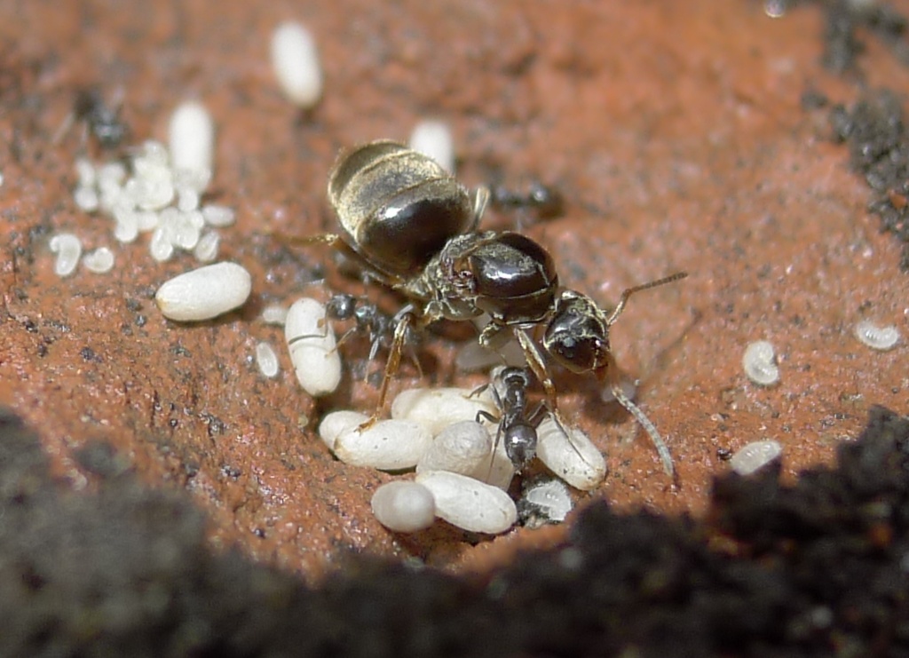 Formiconi solitari: Lasius sp.