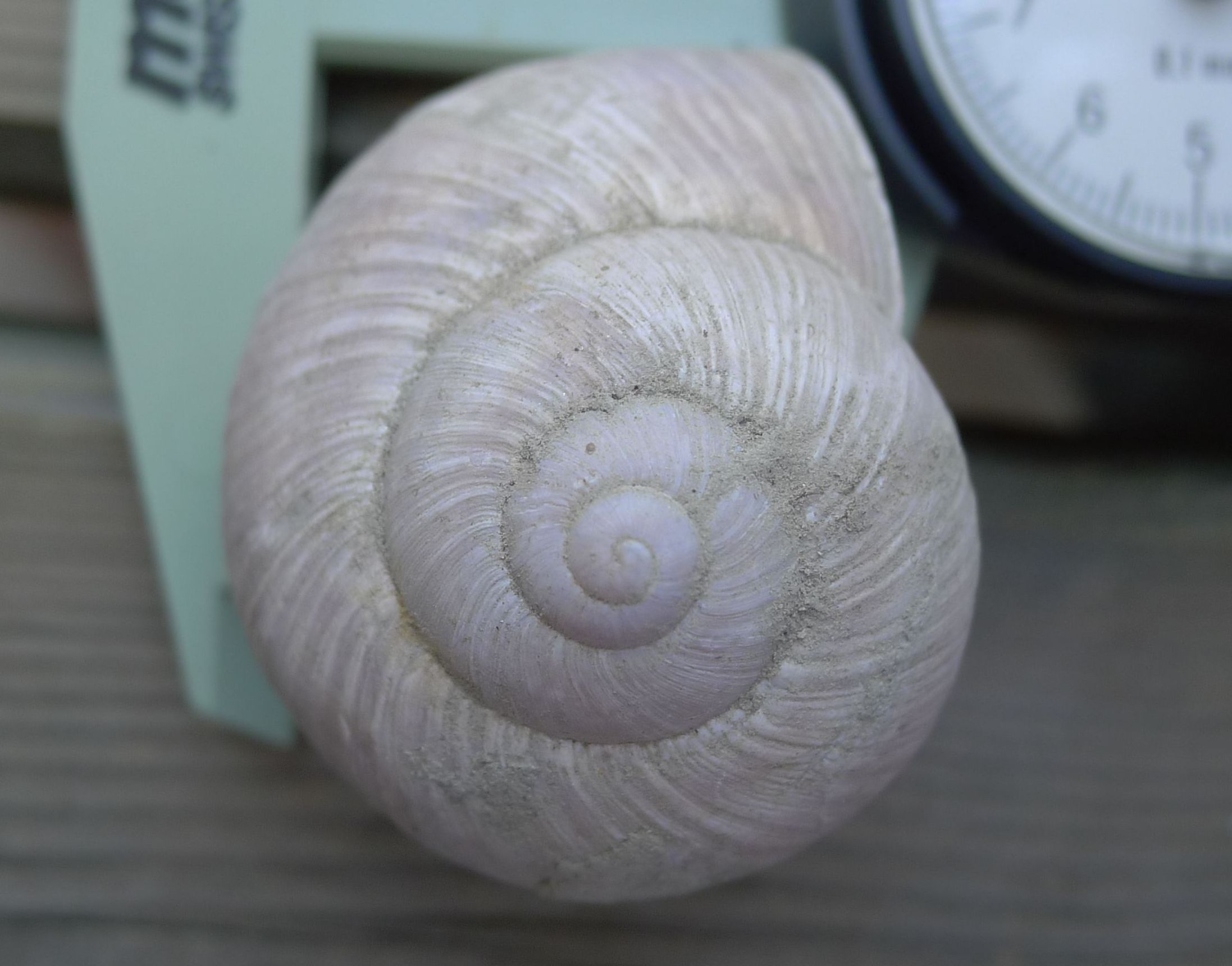 Helix pomatia si trova  in Emilia Romagna?