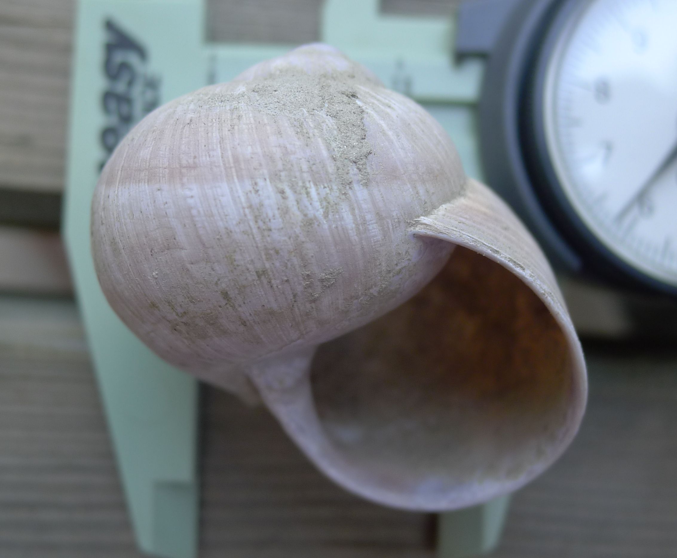 Helix pomatia si trova  in Emilia Romagna?