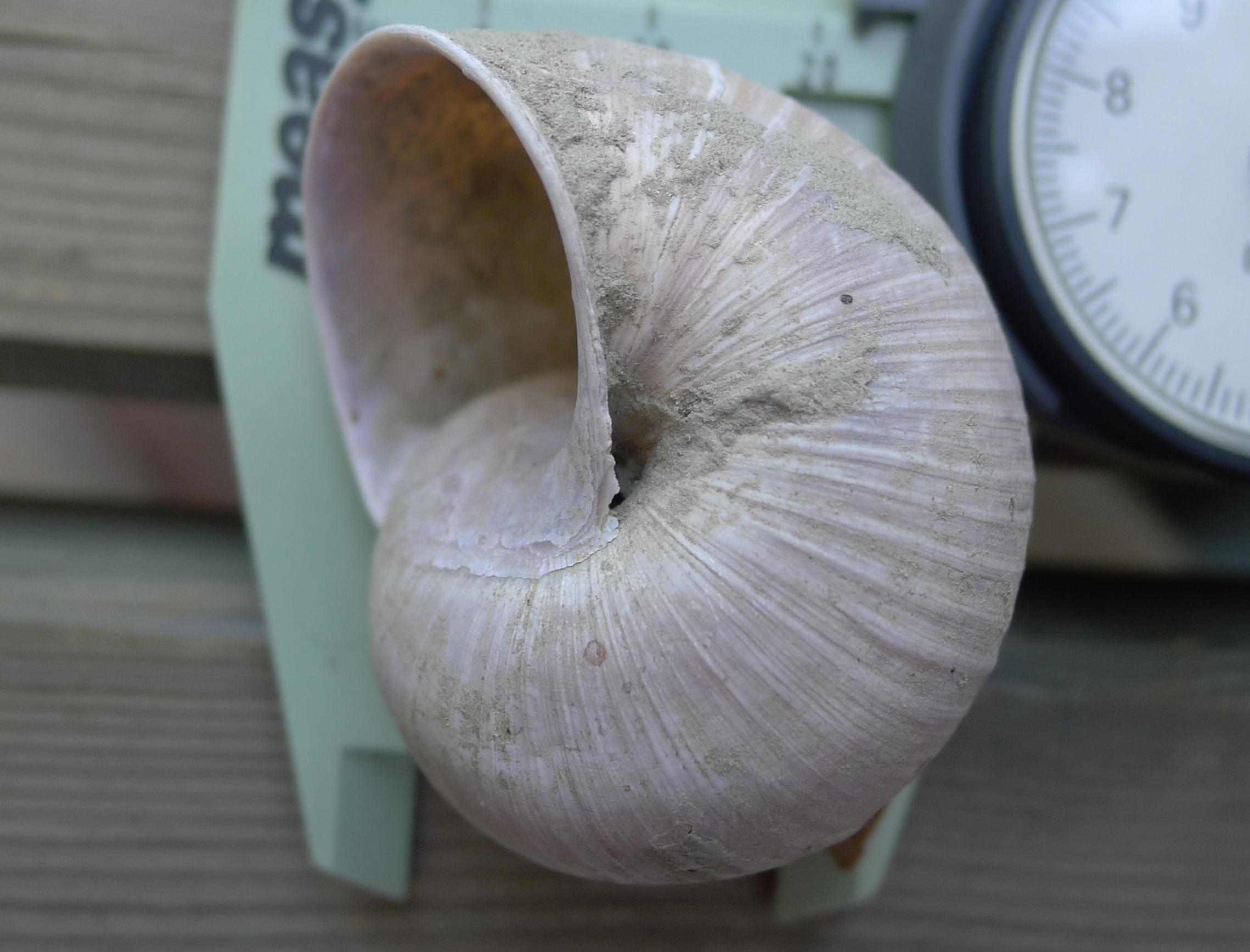 Helix pomatia si trova  in Emilia Romagna?