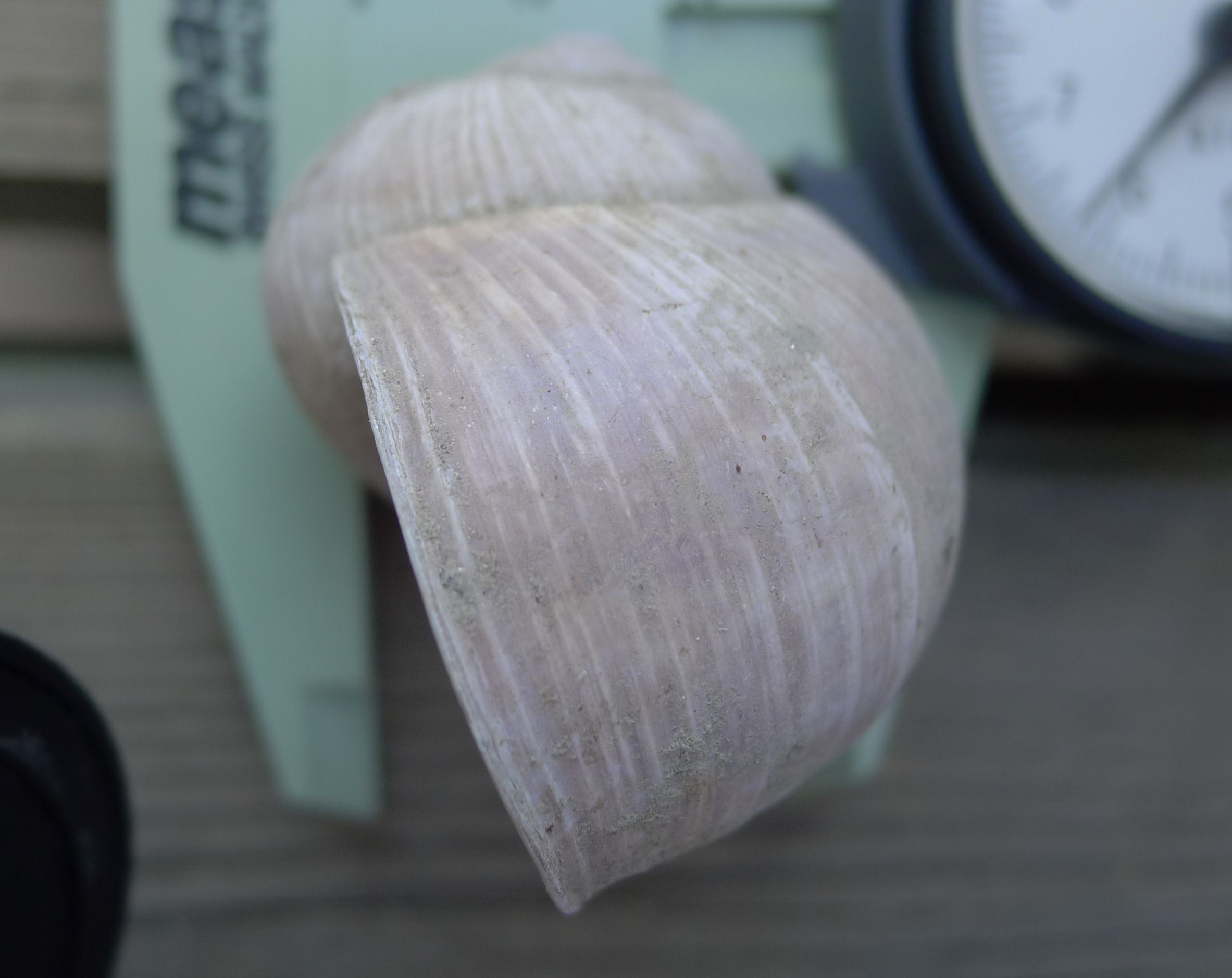 Helix pomatia si trova  in Emilia Romagna?