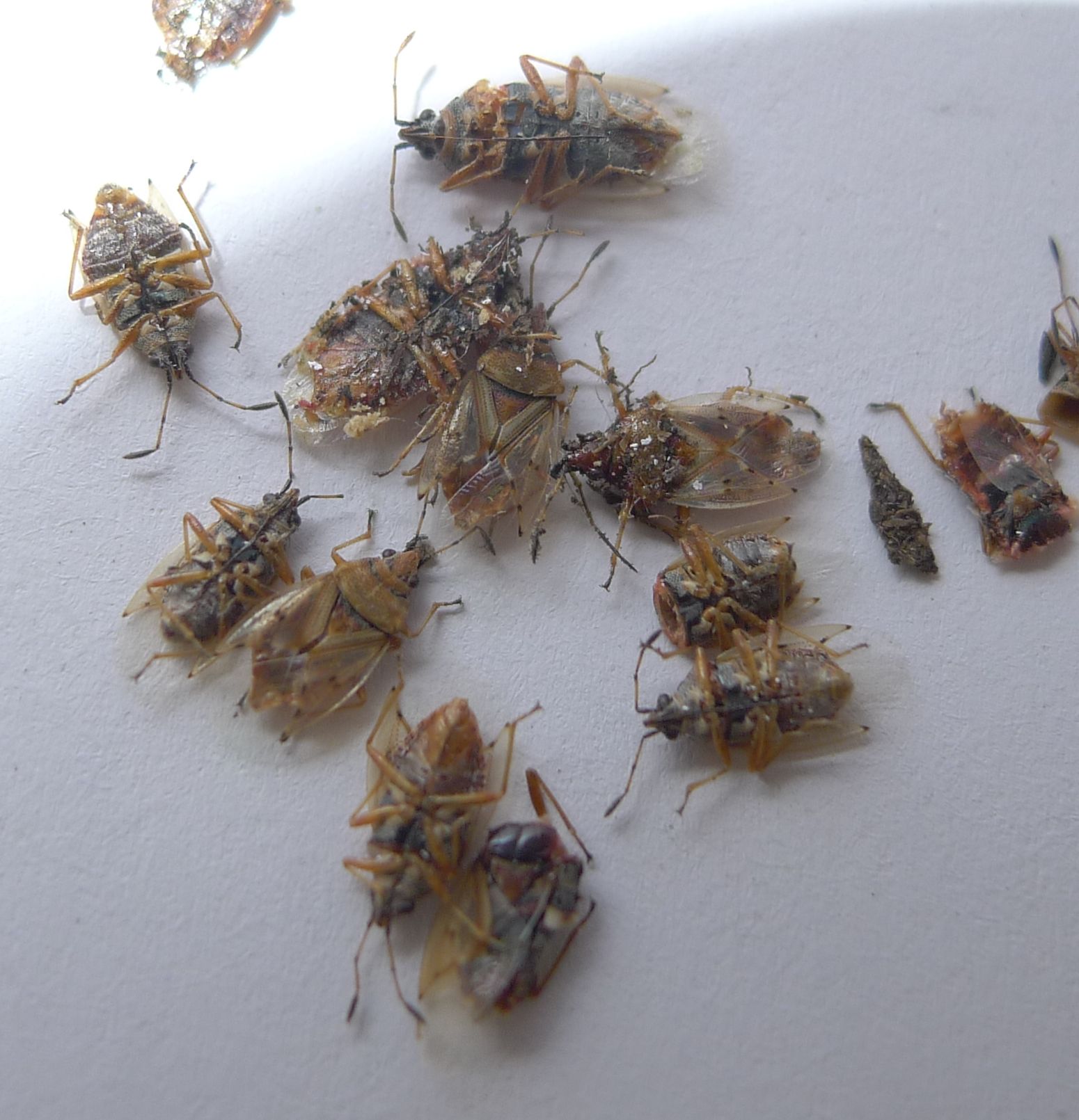 Cimicini da identificare - Kleidocerys resedae