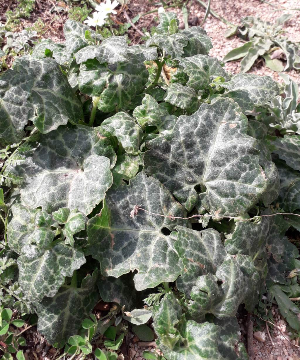 Passeggiata nord Sardegna - Bryonia marmorata (Cucurbitaceae)