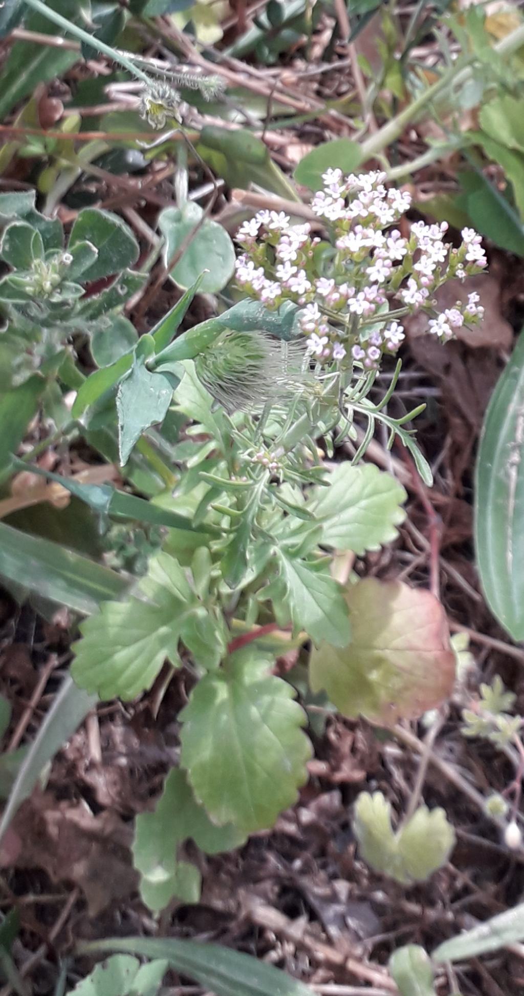 Nord Sardegna - Centranthus calcitrapae (Caprifoliaceae)