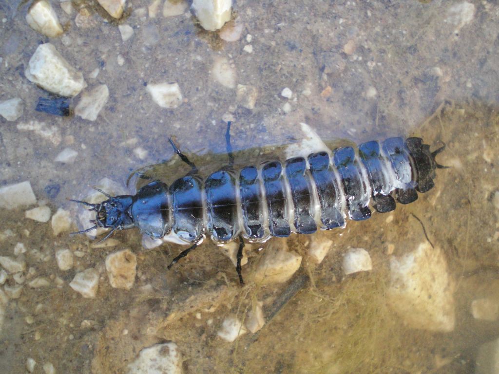 Larva di Carabus sp.