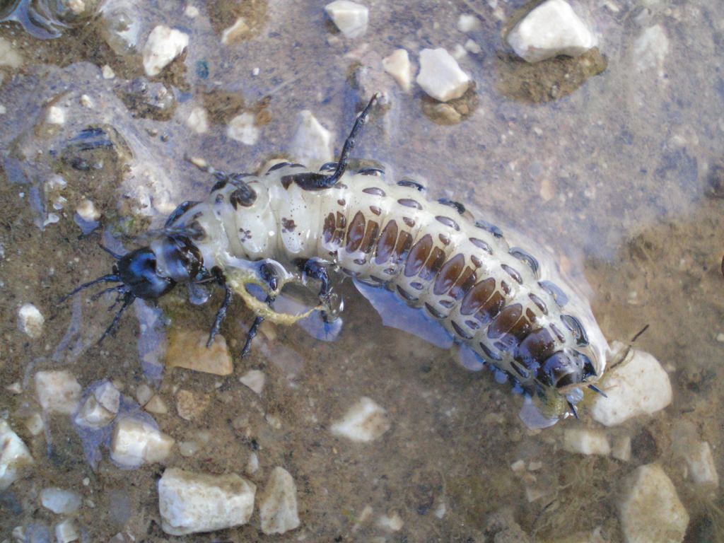 Larva di Carabus sp.