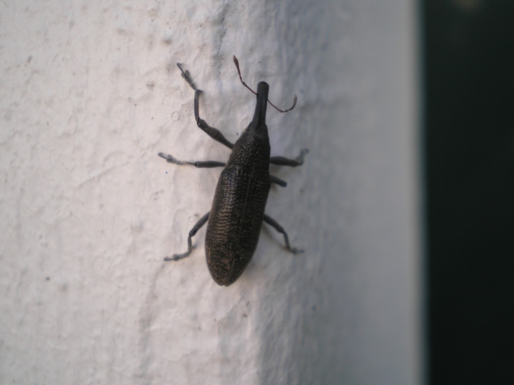Curculionidae