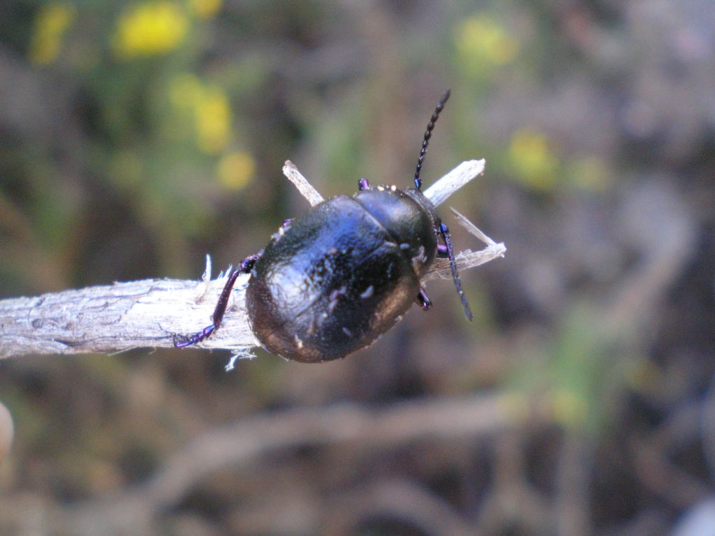 Puoi identificare? Timarcha sp.