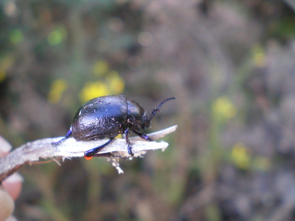 Puoi identificare? Timarcha sp.