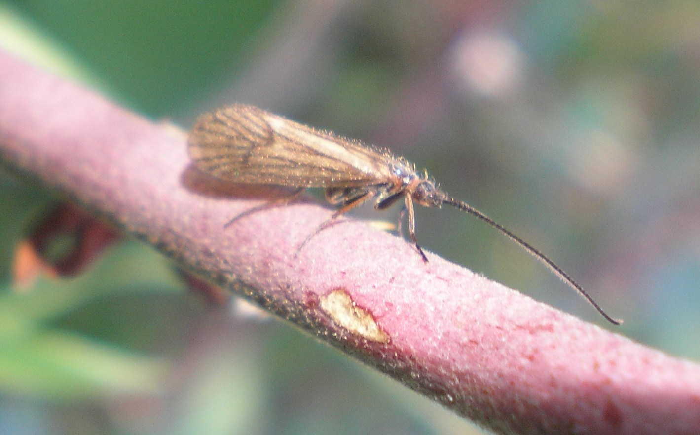 Che trichoptera?
