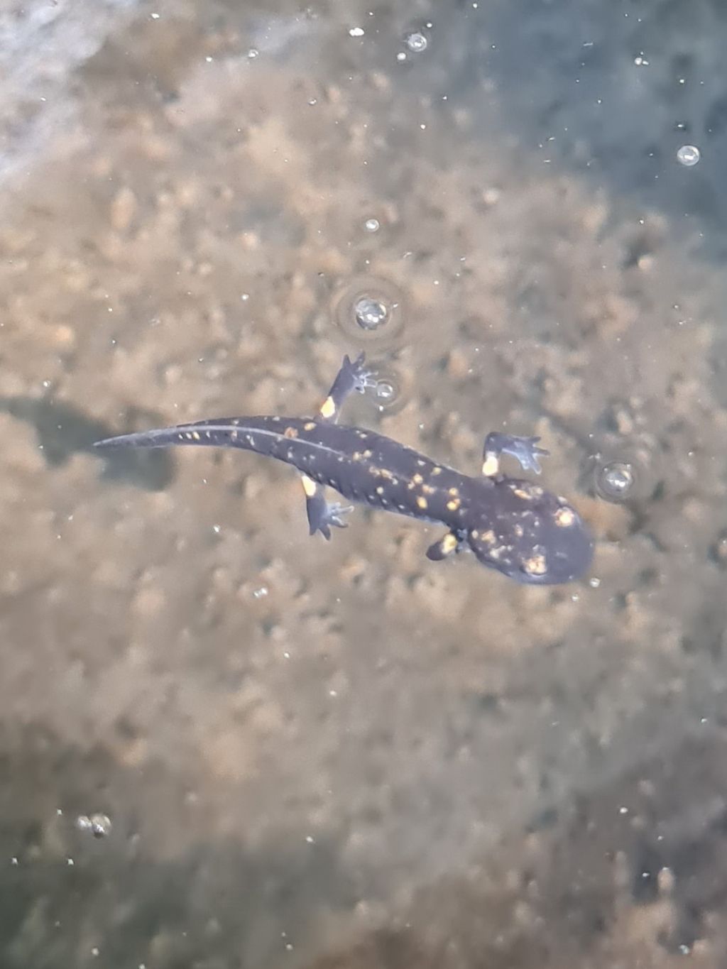 Aiuto ID - Salamandra salamandra