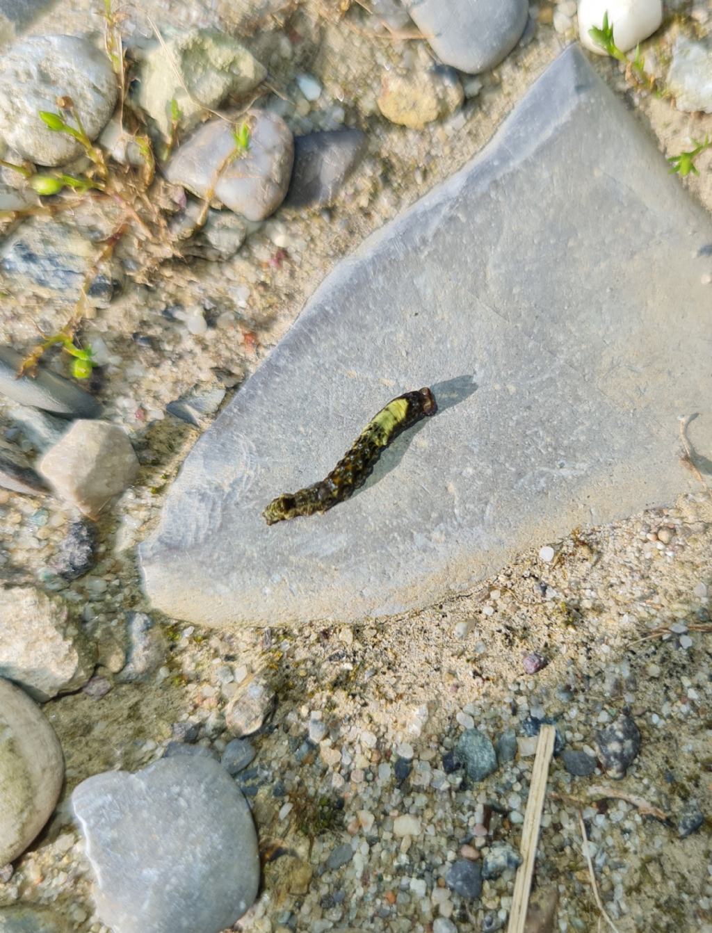 Thyatira batis - Drepanidae