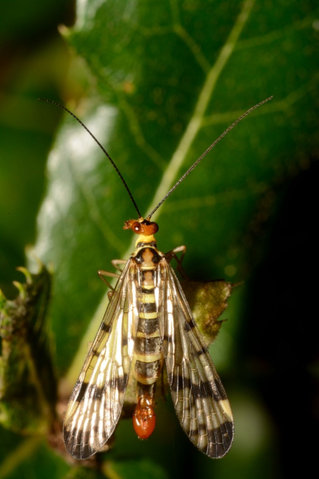 Panorpa gr. cognata