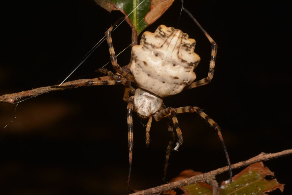 Argiope lobata - Ostia (RM)