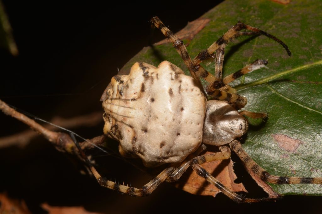 Argiope lobata - Ostia (RM)