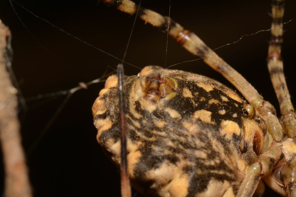 Argiope lobata - Ostia (RM)