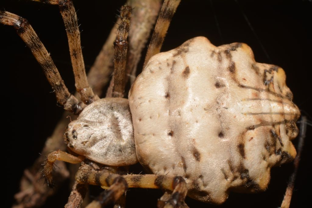 Argiope lobata - Ostia (RM)