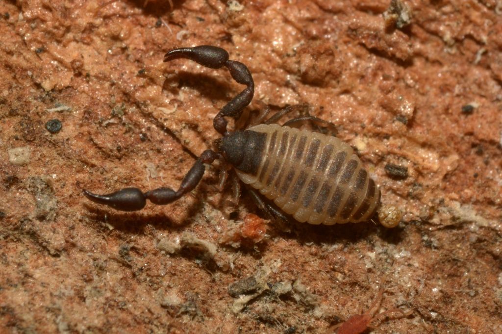 Cheliferidae (probabili Rhacochelifer sp. e Hysterochelifer sp.) e Olpiidae