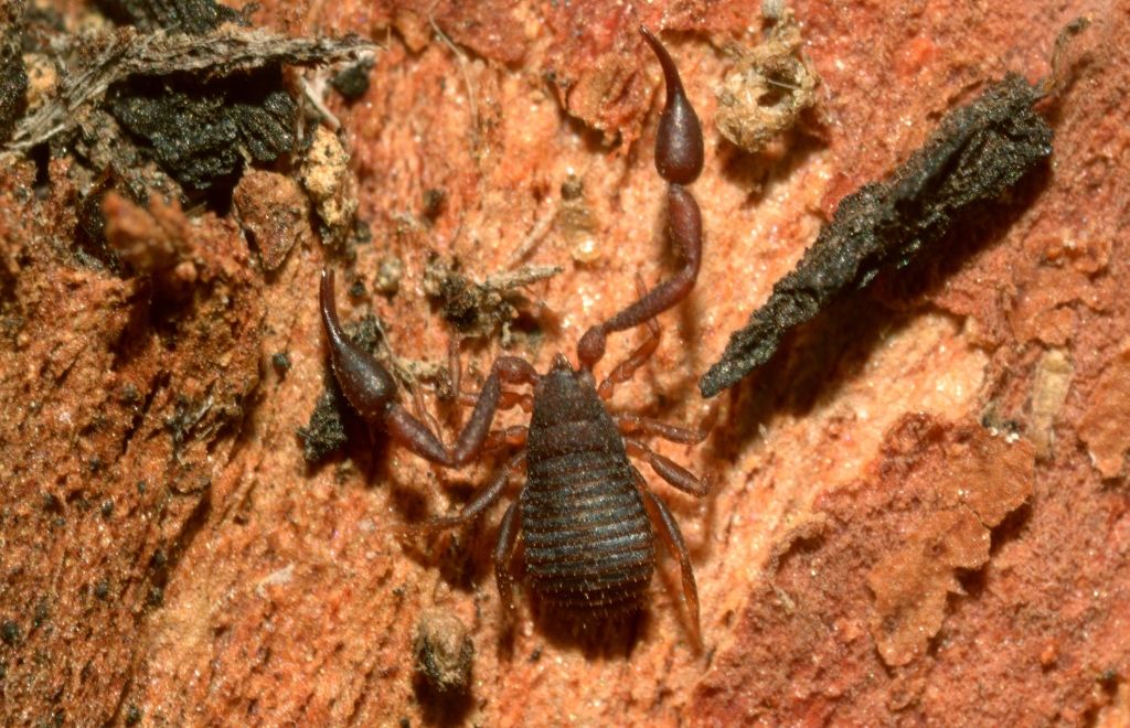 Cheliferidae (probabili Rhacochelifer sp. e Hysterochelifer sp.) e Olpiidae